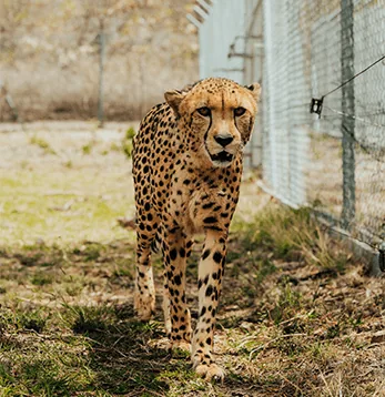 A cheetah standing in its enclosure at Casela Nature Parks in Mauritius.