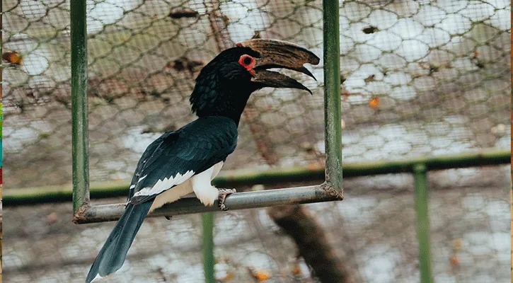 A hornbill perched inside an aviary at Casela Nature Parks in Mauritius.