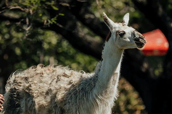 A llama standing in the park at Casela Nature Parks in Mauritius.