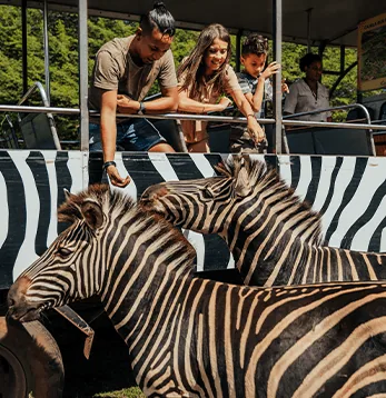 Zebras beside visitors on a safari vehicle at Casela Nature Parks in Mauritius.