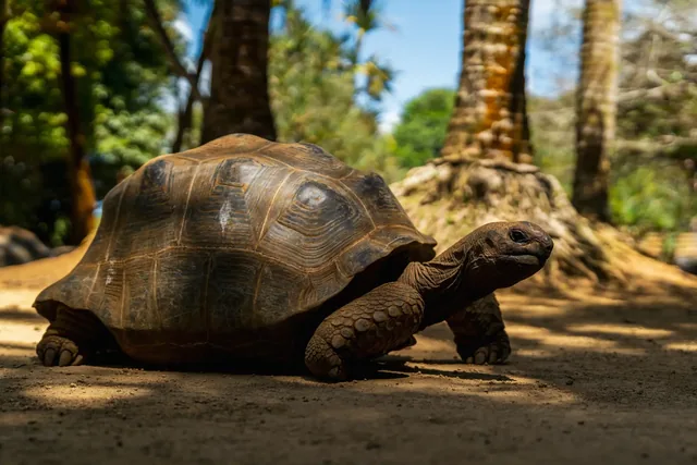 Aldabra giant tortoise at La Vanille Nature Park, Mauritius