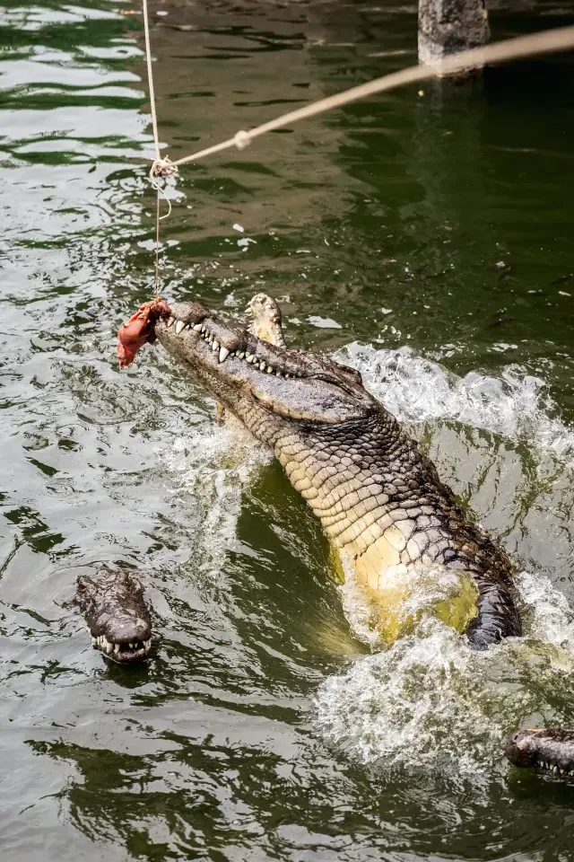 Crocodile in the water at La Vanille Nature Park, Mauritius