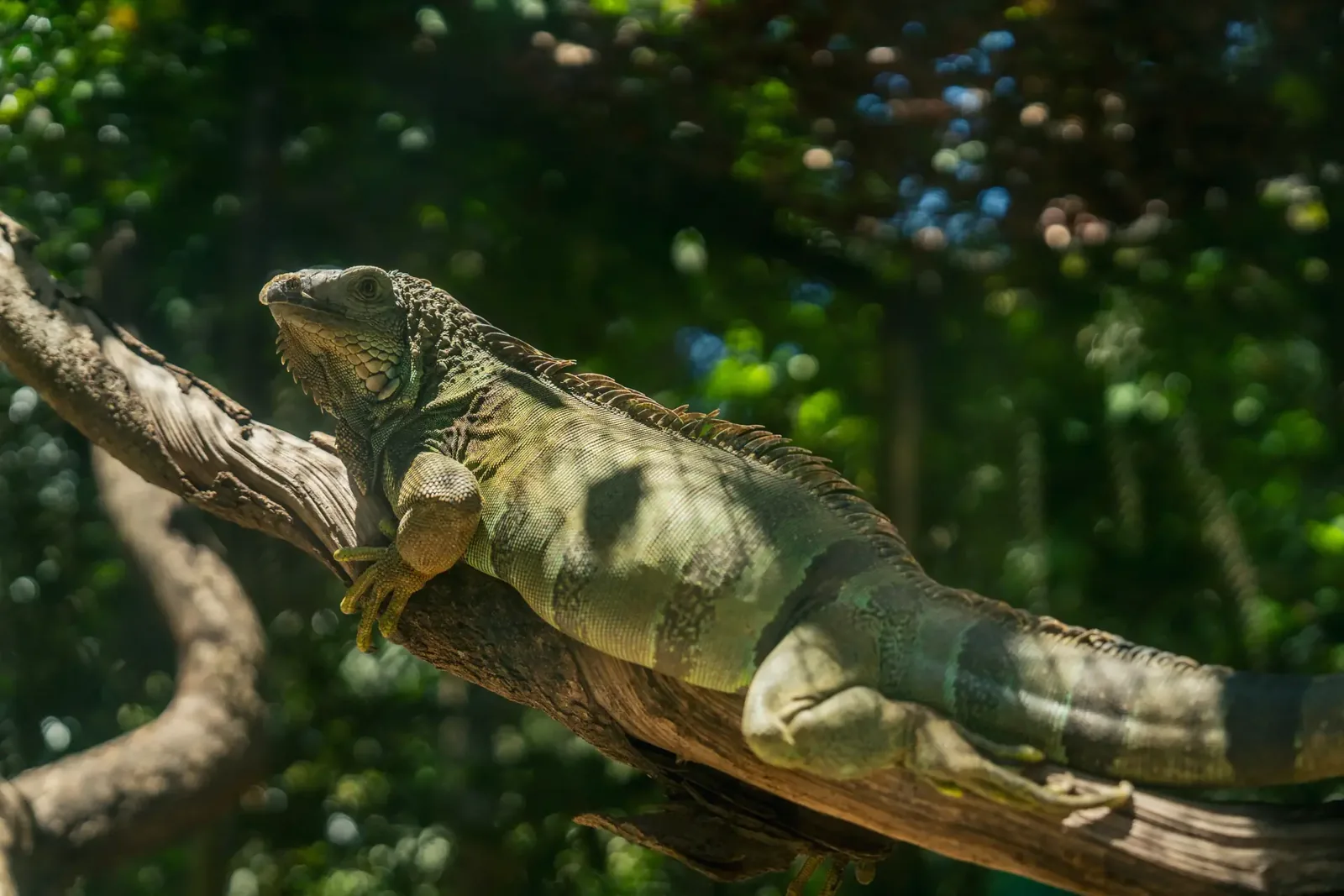 An iguana resting on a branch at La Vanille Nature Park in Mauritius.