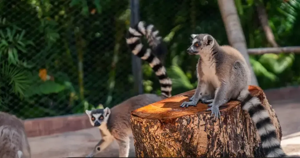Ring-tailed lemurs beside a tree stump at La Vanille Nature Park in Mauritius.